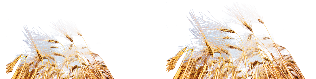 banner.png